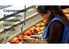 Сортировщик-фасовщик-упаковщик яблок